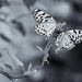 Butterflies by pamknowler
