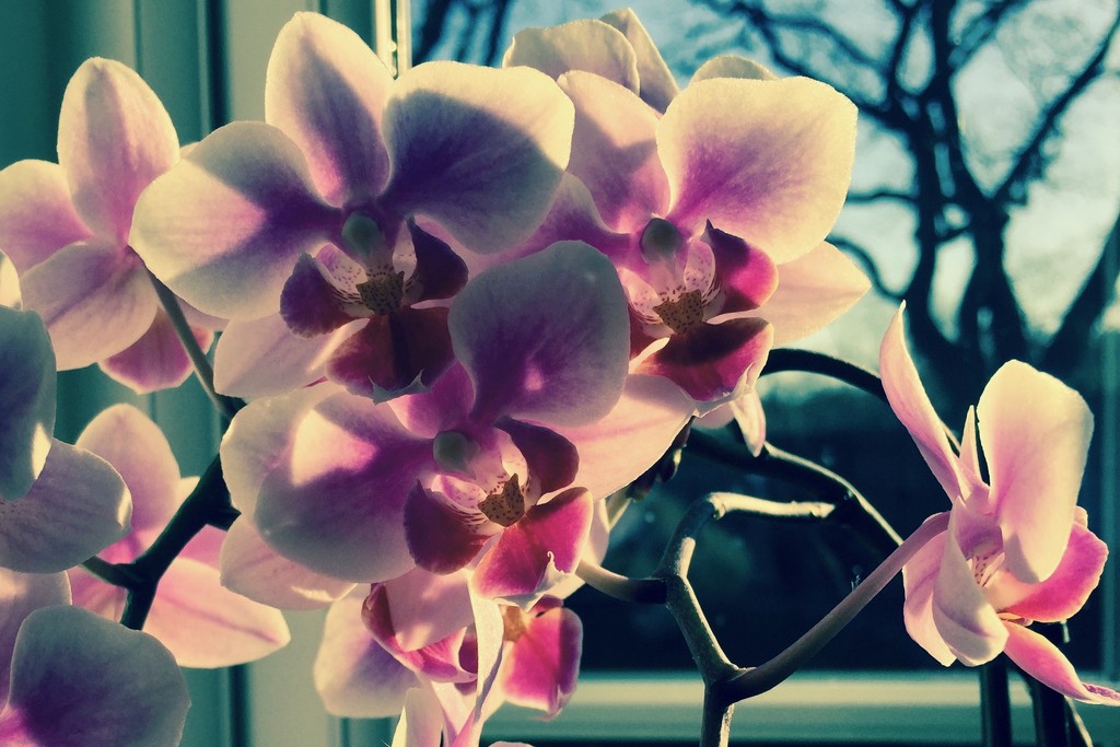 Orchid by daffodill