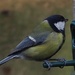 Great tit by jacqbb