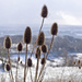 Wild Teasels. by gamelee