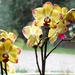 My New Orchid  by susiemc