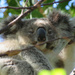 lazy Sunday by koalagardens