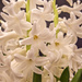 White Hyacinth by tonygig