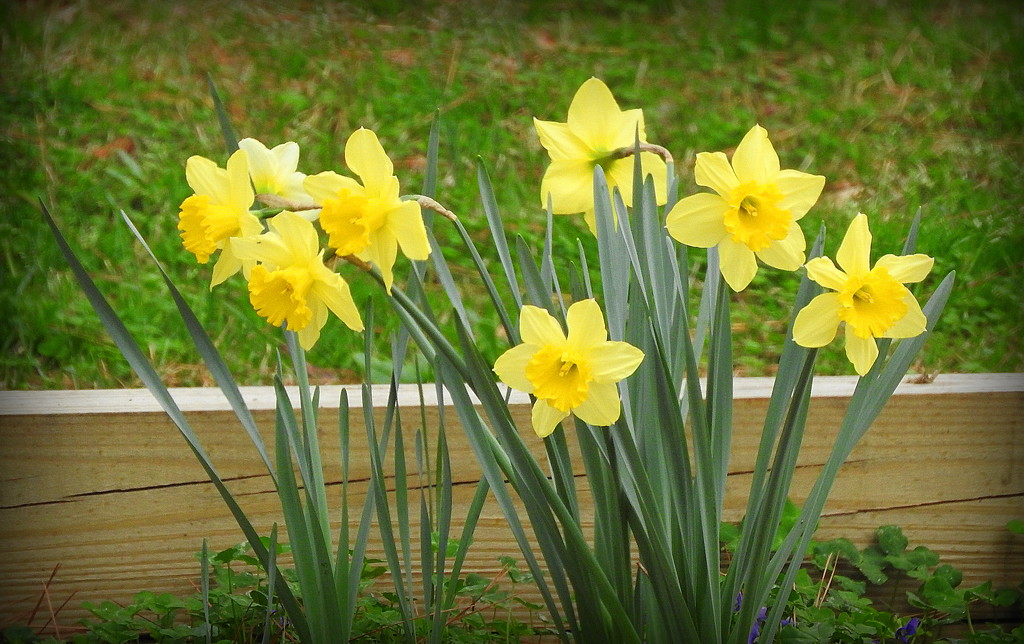 Daffodil garden by homeschoolmom