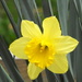 Sunny daffodil by homeschoolmom