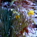 Daffodils in the snow by snowy