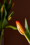 27th Feb 2018 - tulip 2