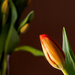 tulip 2 by jernst1779