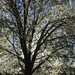 Spring sunthing trought the tree by homeschoolmom