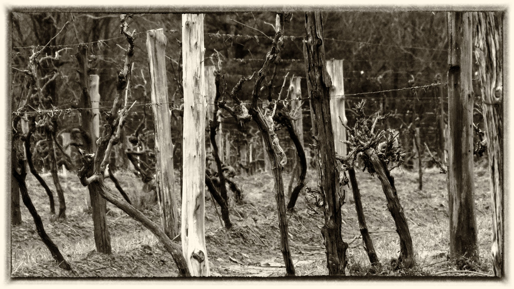 The Vineyards are Ready for Another Season by milaniet