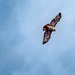 Hawk in the Clouds Closeup by rminer