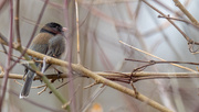 27th Feb 2018 - Junco in a thicket wide