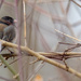 Junco in a thicket wide by rminer