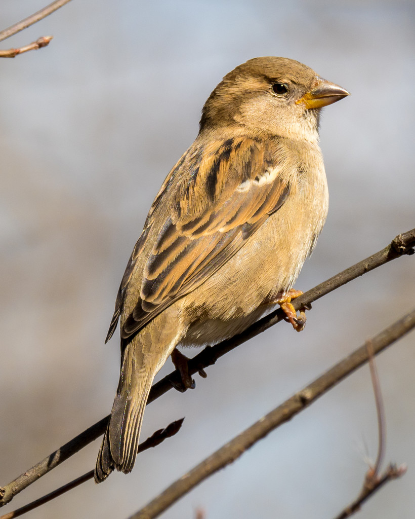 Sparrow Formal Portrait by rminer