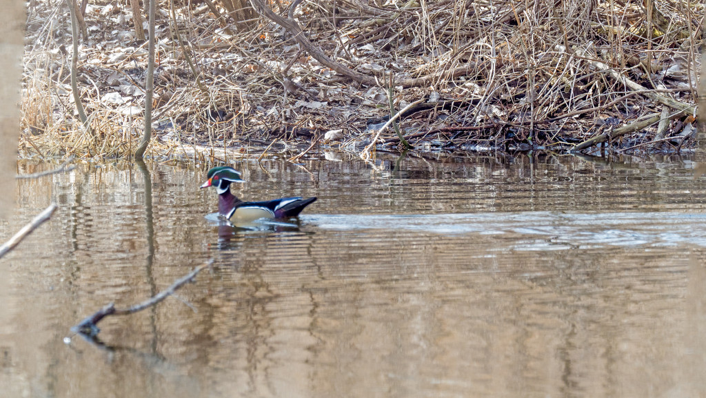 Wood Duck Landscape by rminer