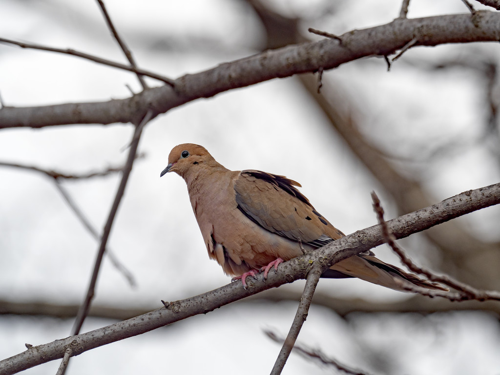 Mourning Dove by rminer