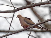 27th Feb 2018 - Mourning Dove