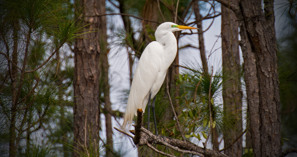 Egret Away From the Nesting Site! by rickster549