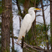 Egret Away From the Nesting Site! by rickster549