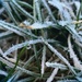 Day 164:  Frost On The Grass by sheilalorson