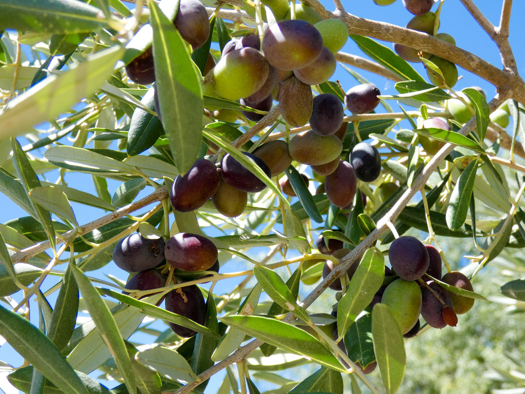 Our Olives slowly ripening ..... by ludwigsdiana