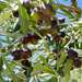 Our Olives slowly ripening ..... by ludwigsdiana