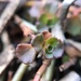 Micro flower - macro lens by kdrinkie