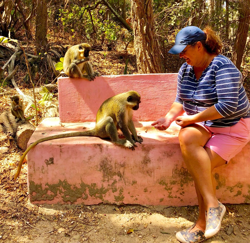 feeding the monkeys by 365projectdrewpdavies