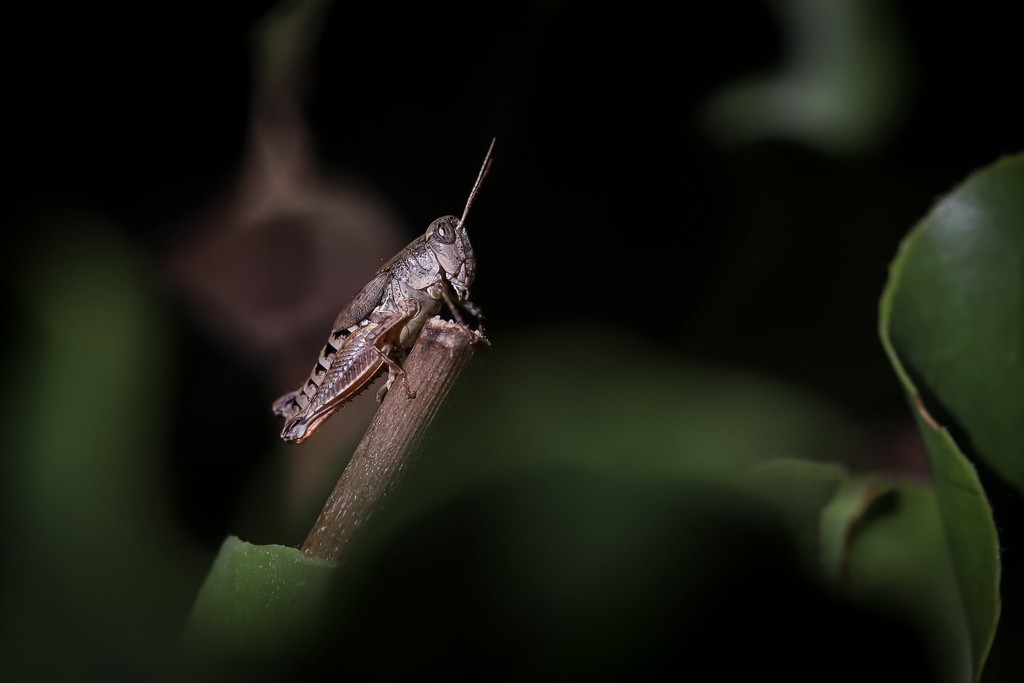 Little grasshopper, probably up to no good! by jodies