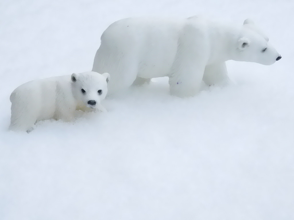 Polar bears in their natural context! by 365anne
