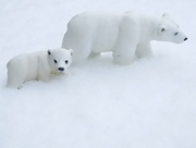 28th Feb 2018 - Polar bears in their natural context!