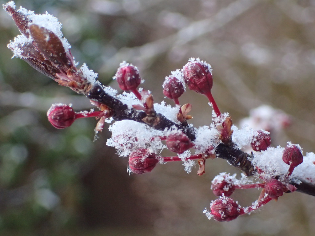 Winter Flowering Cherry by mattjcuk