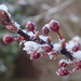 Winter Flowering Cherry by mattjcuk