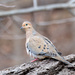 Mourning Dove by rminer