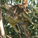 howzat! by koalagardens