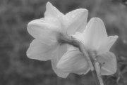 28th Feb 2018 - Soft Daffodils