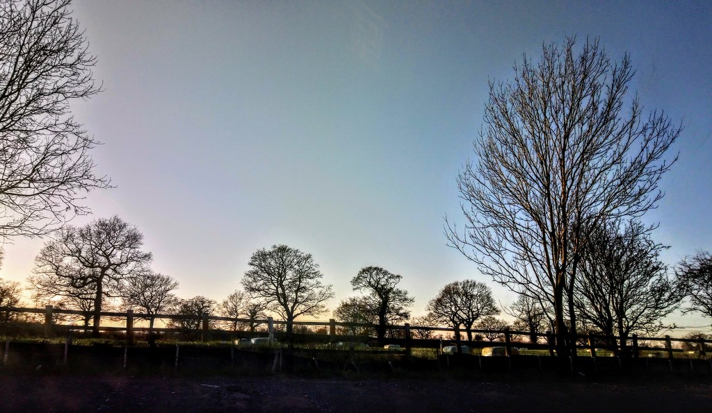 Trees at sundown by boxplayer
