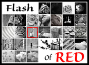 28th Feb 2018 - Flash of Red 2018 Complete