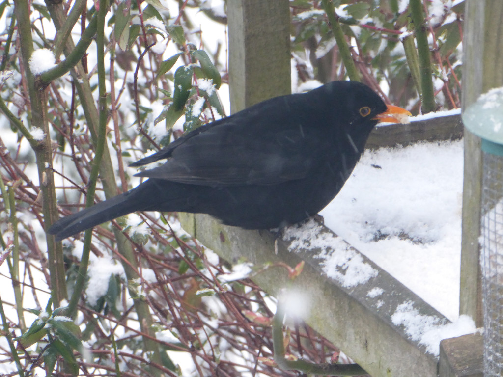 This blackbird was enjoying a left over teacake .... by snowy