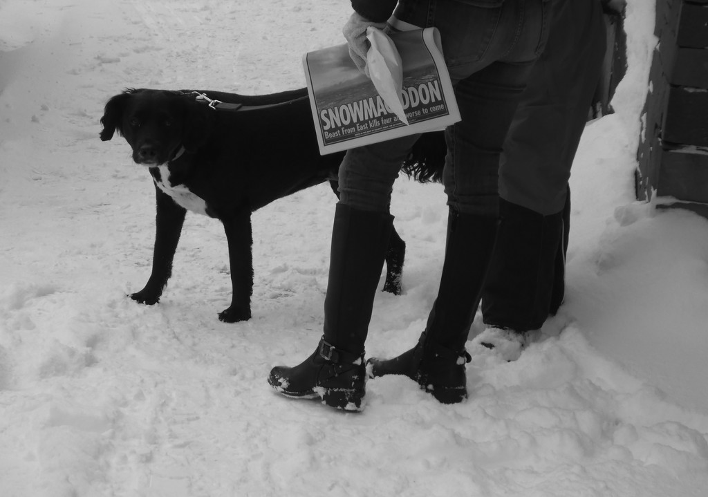 dog #2 - snowmageddon by anniesue