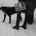 dog #2 - snowmageddon by anniesue