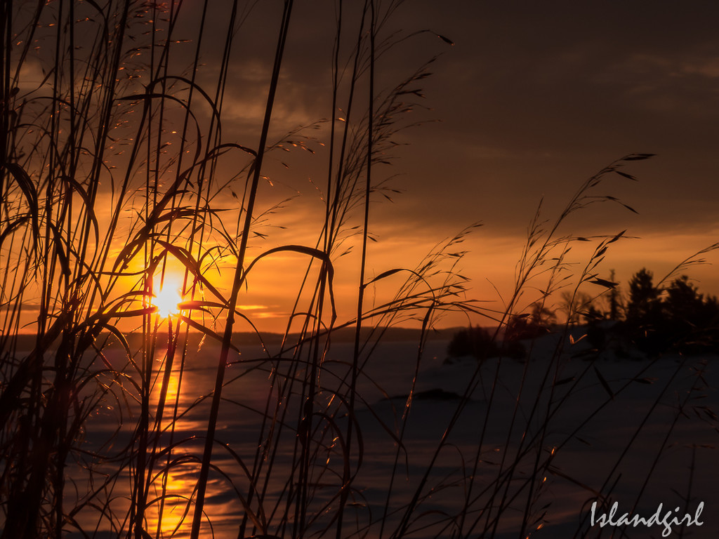 Sunrise Grasses and Island  by radiogirl