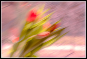 28th Feb 2018 - tulip bouquet abstract