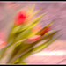 tulip bouquet abstract by jernst1779