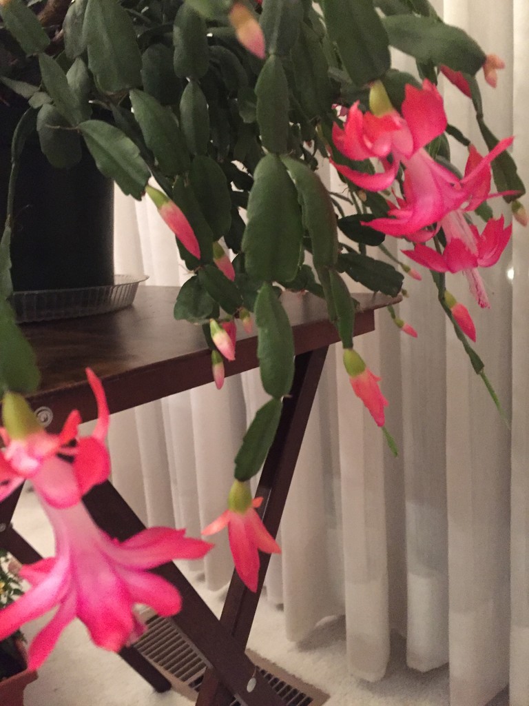 Dad’s cactus is blooming again! by kchuk