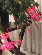 28th Feb 2018 - Dad’s cactus is blooming again!