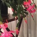 Dad’s cactus is blooming again! by kchuk