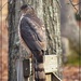Broad-winged Hawk by olivetreeann