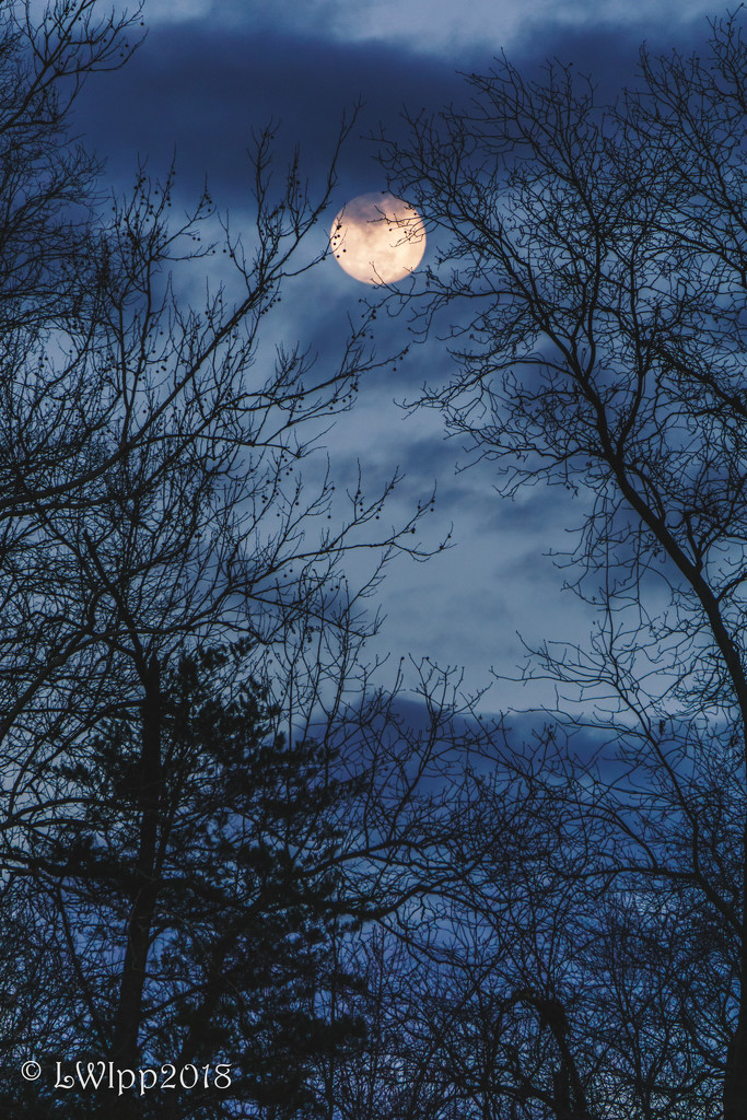 Goodbye February Moon by lesip