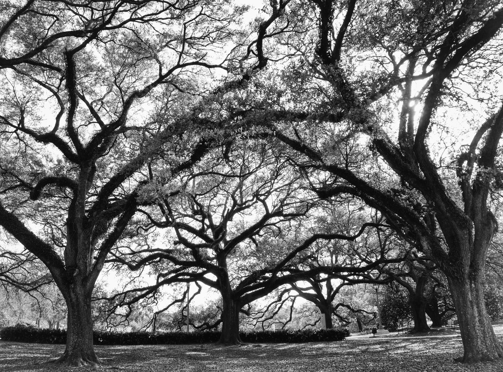 Live oaks, City Park by eudora